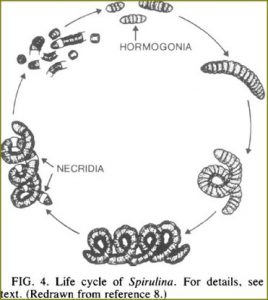 Gyada cosmetics set rinforzante capelli gyada con shampoo & impacco What is Spirulina - Algae-Smart