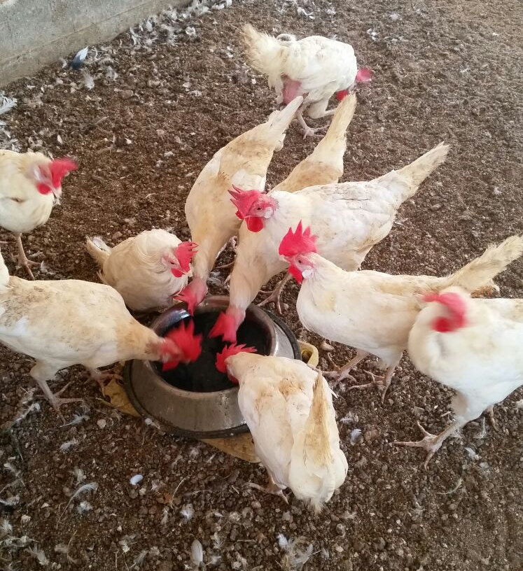 Improve Broiler Bone Strength Through Nutrition Algae Smart